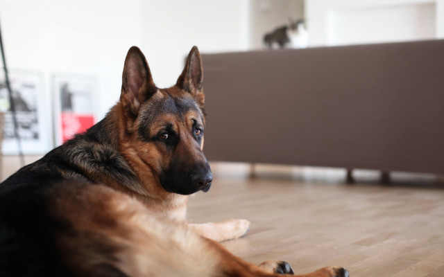 German shepherd curious laying outdoors free wallpaper for desktop - medium preview image