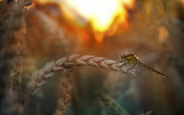 Dragonfly wheat sunset blurry macro free wallpaper for desktop - medium preview image