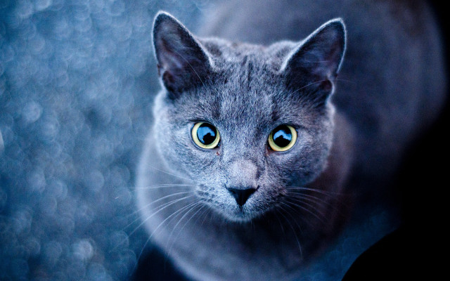 Black cat blue eyes symmetrical free wallpaper for desktop - medium preview image
