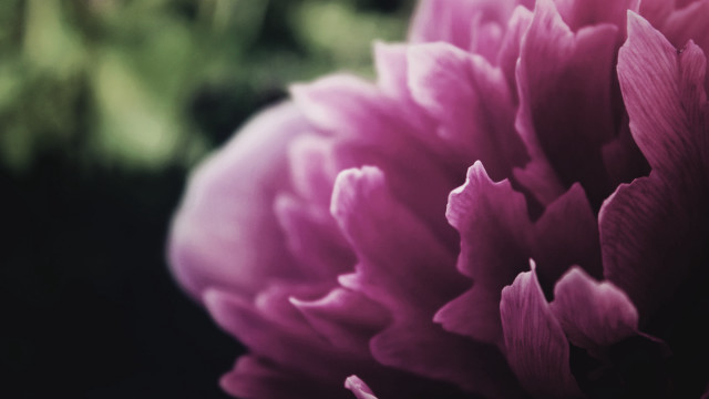 Pink flower macro shallow depth #5 free wallpaper for desktop - medium preview image