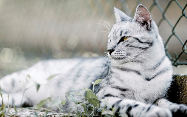 Cat fence chain link blurry free wallpaper for desktop - medium preview image