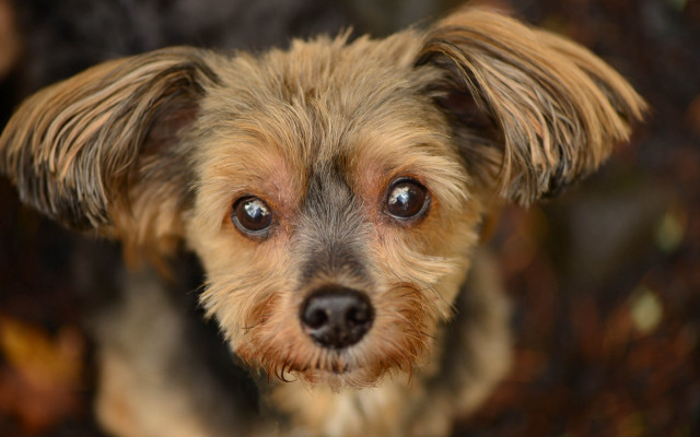 Sad shiba inu portrait blurry #2 free wallpaper for desktop - medium preview image