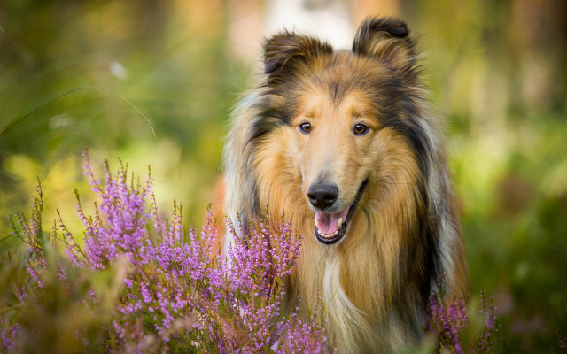 Dog flower field blurry background #2 free wallpaper for desktop - medium preview image