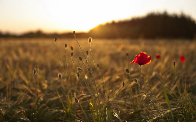 Red flower sunset field impressionist free wallpaper for desktop - medium preview image