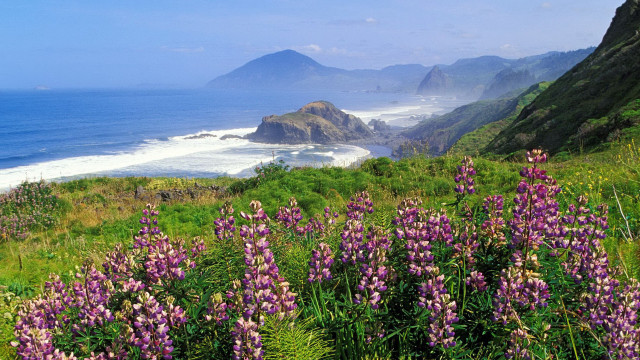 Purple flower field hillside ocean free wallpaper for desktop - medium preview image