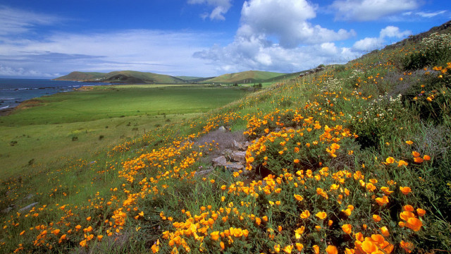 Flower field hillside water sky free wallpaper for desktop - medium preview image