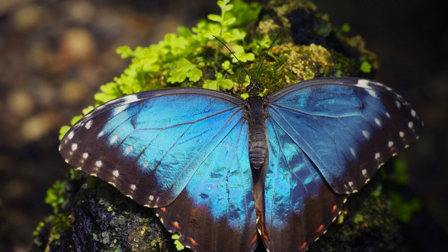 Blue butterfly mossy surface vivid free wallpaper for desktop - medium preview image