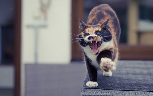 Cat ledge open mouth furry free wallpaper for desktop - medium preview image