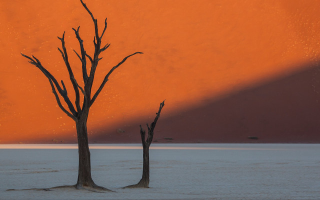 Dead trees desert red sky free wallpaper for desktop - medium preview image