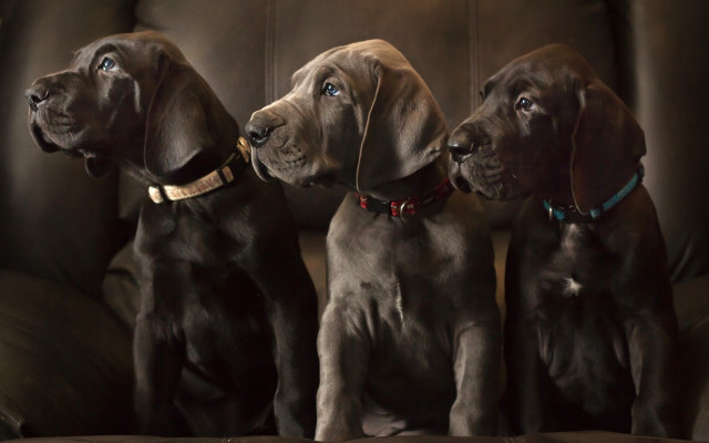 Three dogs couch upward gaze free wallpaper for desktop - medium preview image