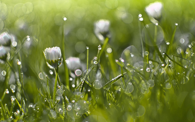 Grass water droplets flower bokeh free wallpaper for desktop - medium preview image
