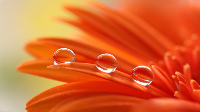 Water droplets flower macro photography free wallpaper for desktop - medium preview image