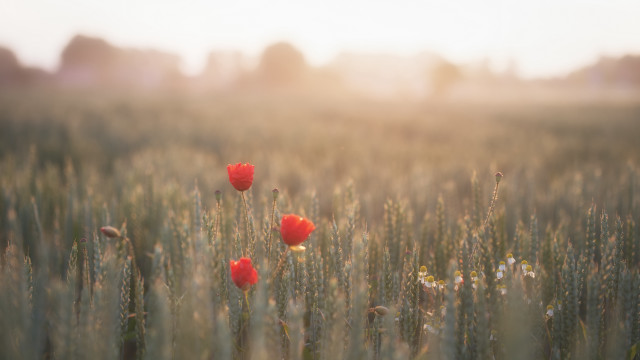 Grass redflowers sun shallowfield blurry free wallpaper for desktop - medium preview image