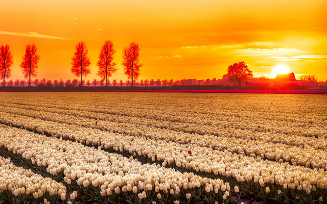 Flower field sunset trees autumn free wallpaper for desktop - medium preview image