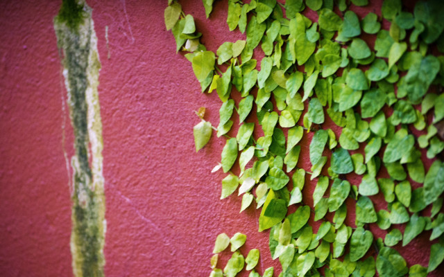 Green leaves red wall plant free wallpaper for desktop - medium preview image