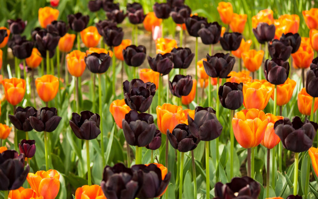 Orange flower fire campfire halloween free wallpaper for desktop - medium preview image