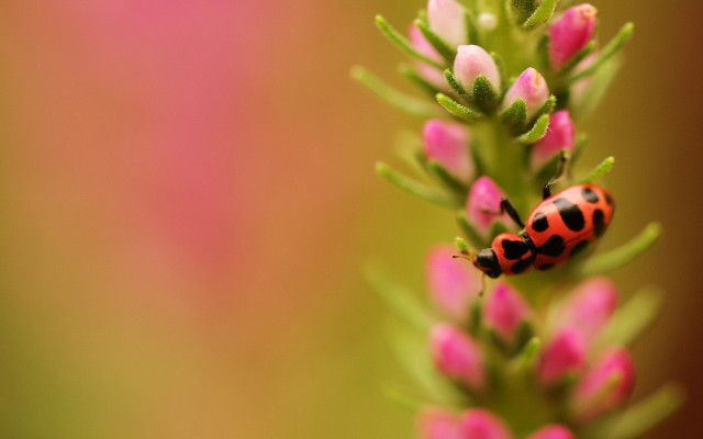 Ladybug pinkflower greenleaves macro bokeh free wallpaper for desktop - medium preview image