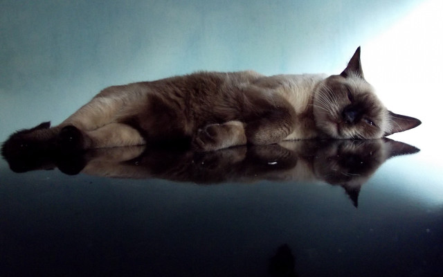 Cat reflective surface closed eyes free wallpaper for desktop - medium preview image