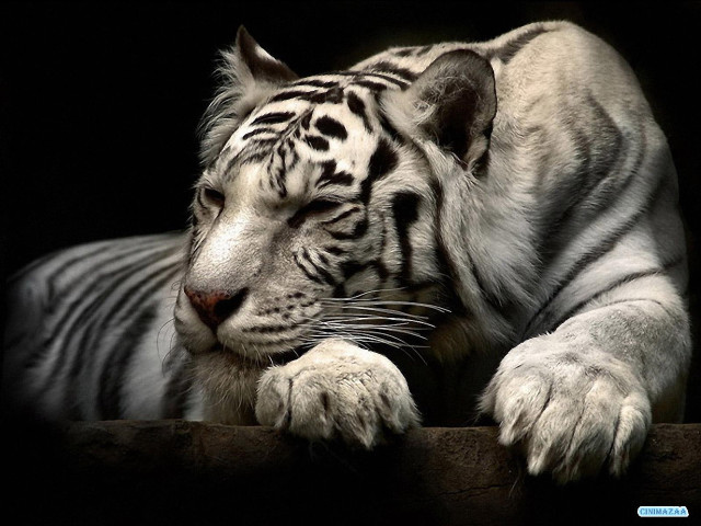 White tiger relaxing ledge portrait free wallpaper for desktop - medium preview image