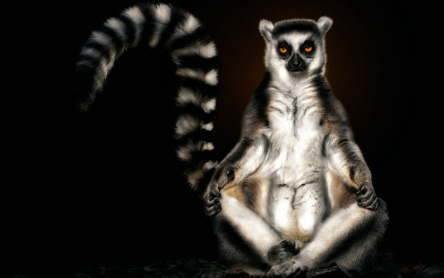 Lemur dark yellow eyes realistic free wallpaper for desktop - medium preview image