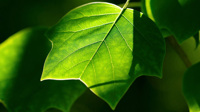 Green leaf branch sunlight macro #2 free wallpaper for desktop - medium preview image