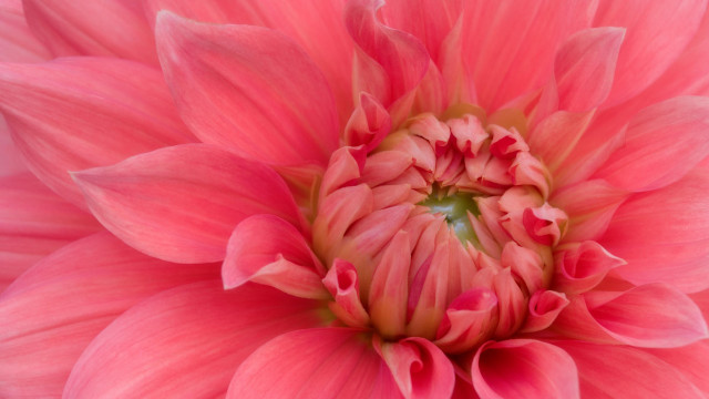 Pink flower green center macro free wallpaper for desktop - medium preview image