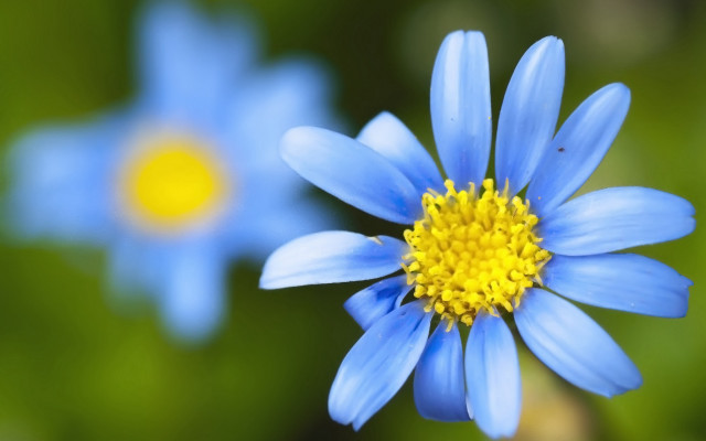 Blue flower yellow center macro #5 free wallpaper for desktop - medium preview image