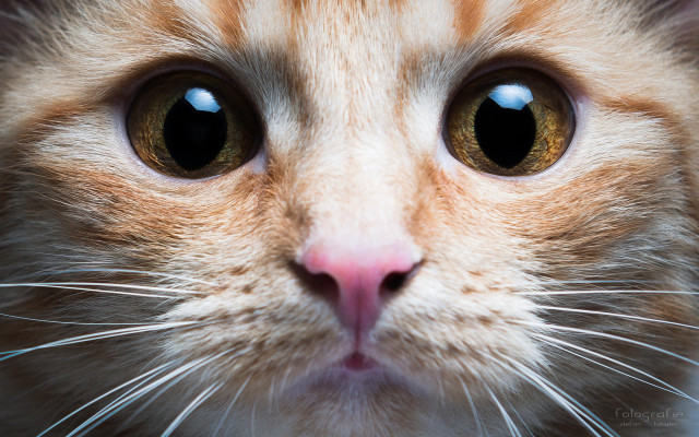 Cat blue eye white nose free wallpaper for desktop - medium preview image