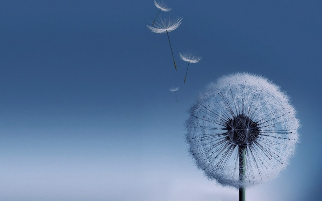 Dandelion blowing wind blue sky #19 free wallpaper for desktop - medium preview image