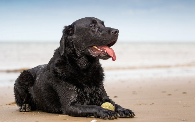 Black dog beach ball tongue free wallpaper for desktop - medium preview image