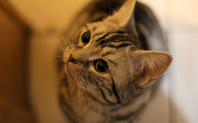 Cat mirror wideeyes macro photorealistic free wallpaper for desktop - medium preview image