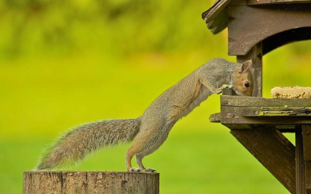 Squirrel reaching birdfeeder green background free wallpaper for desktop - medium preview image