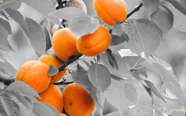 Orange tree flowers pumpkin leaves free wallpaper for desktop - medium preview image