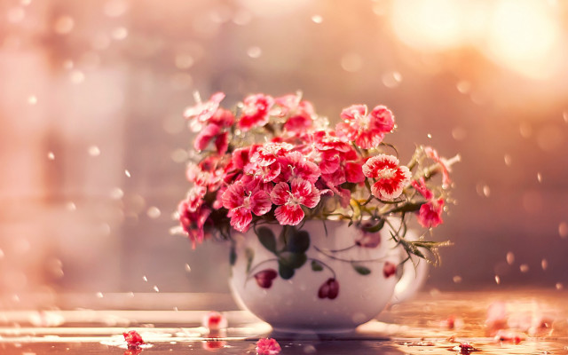 White vase pink flowers rainy free wallpaper for desktop - medium preview image