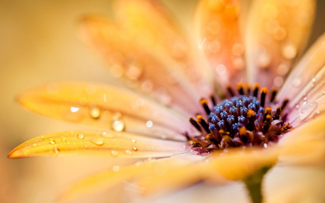 Flower water droplets macro orange free wallpaper for desktop - medium preview image