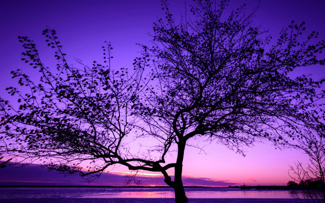 Bare tree purple sky water free wallpaper for desktop - medium preview image