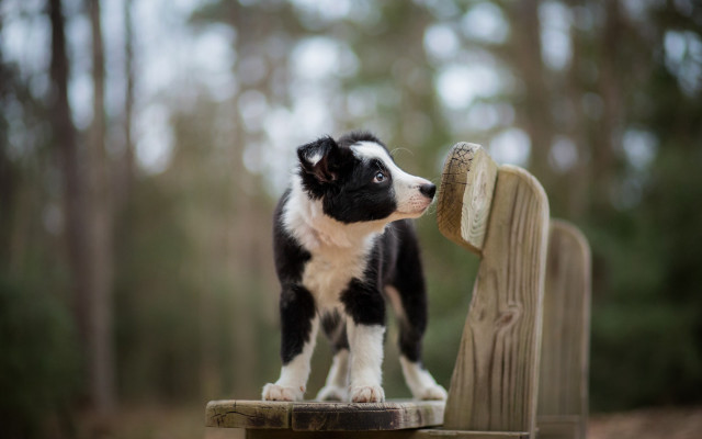 Black white puppy wooden bench free wallpaper for desktop - medium preview image