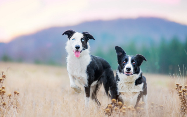 Dogs tallgrass mountains pinksky animalfocus free wallpaper for desktop - medium preview image
