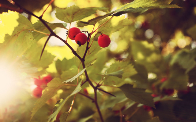 Branch berries autumn macro nature free wallpaper for desktop - medium preview image