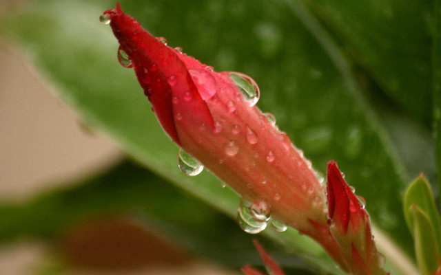 Red flower water droplets macro #30 free wallpaper for desktop - medium preview image