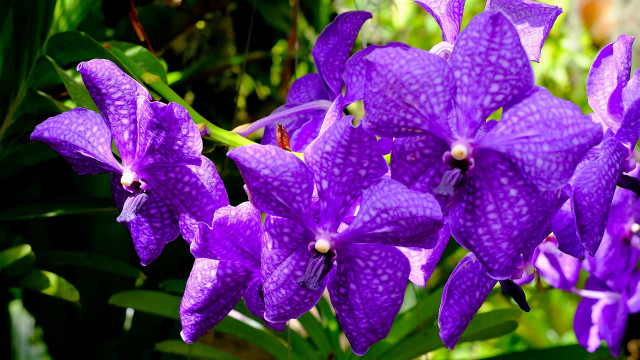 Purple flower butterfly glowing nature free wallpaper for desktop - medium preview image
