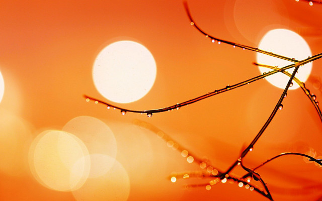 Water drops plant moon sunset free wallpaper for desktop - medium preview image