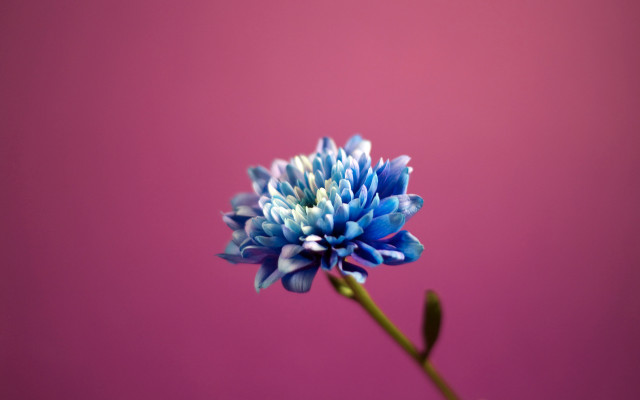Blue flower vase pink background free wallpaper for desktop - medium preview image
