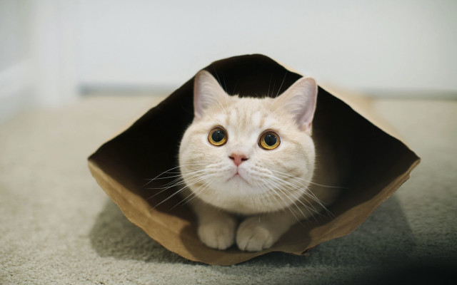 White cat bag beach shadow free wallpaper for desktop - medium preview image