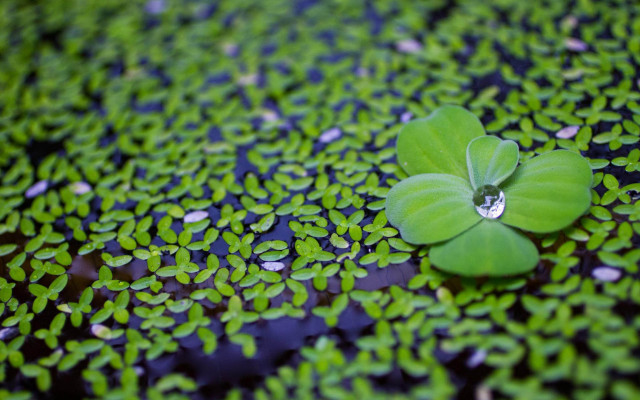 Green leaf waterdrop pond lilies free wallpaper for desktop - medium preview image