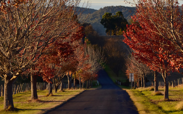 Autumn road trees hill fence free wallpaper for desktop - medium preview image