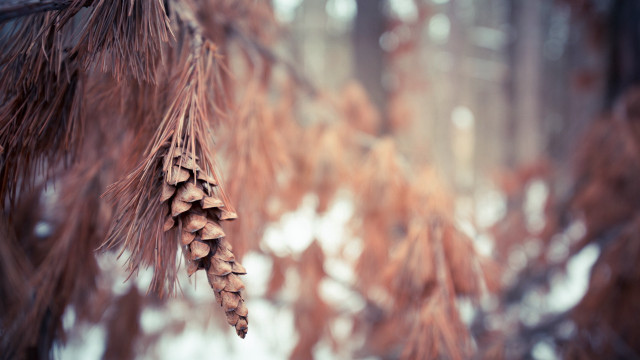 Pinecone branch snow ground trees free wallpaper for desktop - medium preview image