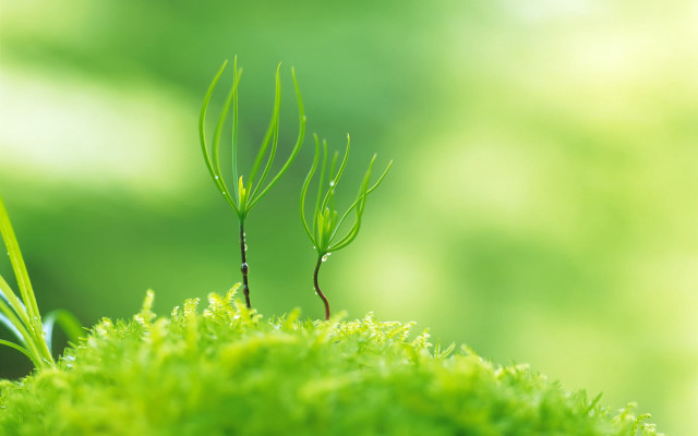 Tiny plant mossy area blurry free wallpaper for desktop - medium preview image
