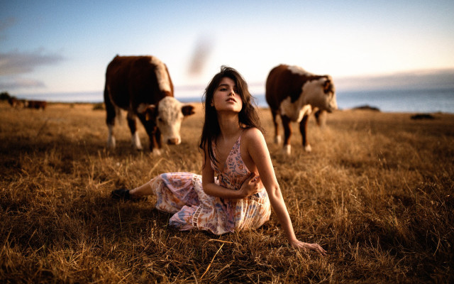 Woman field cows sunny day free wallpaper for desktop - medium preview image