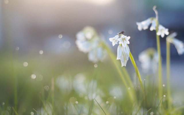 White flowers bug dew grass free wallpaper for desktop - medium preview image